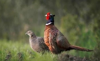 El Arca del Dr Huitrón