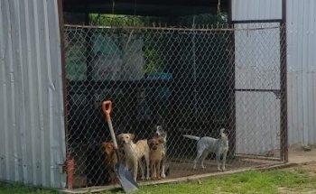Centro Esterilizacion Fijo Alvaro Obregon