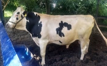 Veterinaria Y Forrajeria 