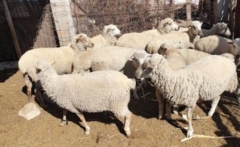 Veterinaria el Labrador