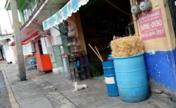 Veterinaria tres animales