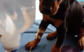 Veterinaria Vet Medic