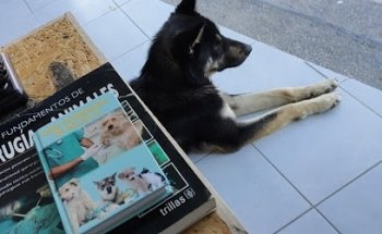 Servicios veterinarios José Antonio