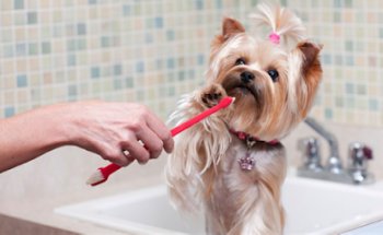 Antares Centro Veterinario