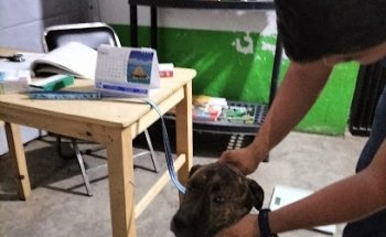 Clínica Veterinaria 