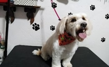 Veterinaria Pets house