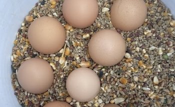 Veterinaria y Forrajera 