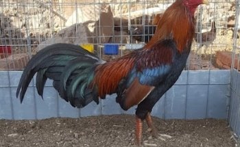 CENTRO DE INCUBACION CHILITOS