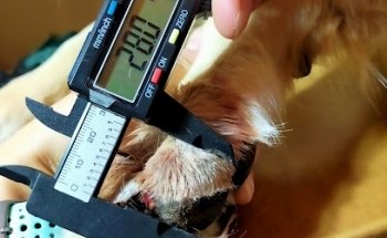 PathVet Diagnóstico Veterinario