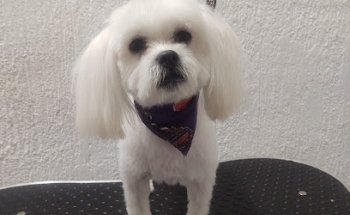 Veterinaria Xolo pets