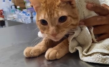 Clínica veterinaria del valle