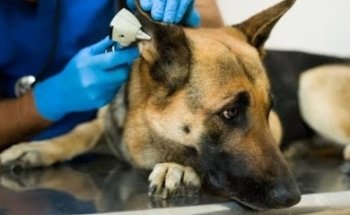 Hospital de mascots del Dr Alan Bautista