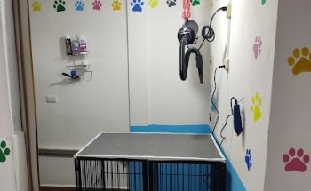 Estética canina blue