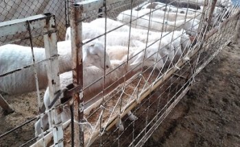 Adiprem Nutrición Animal