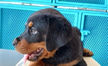 Consultorio Veterinario 