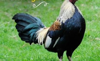 Veterinaria El Ganadero