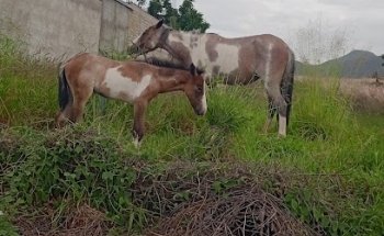 Veterinaria y forrajera Nager Bienestar Animal