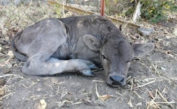 Opciones veterinarias