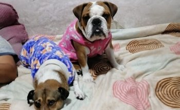 Pet barber shopMexvet