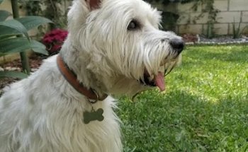 Pet Planet Hotel Canino