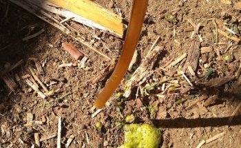 Veterinaria Huellita Animal