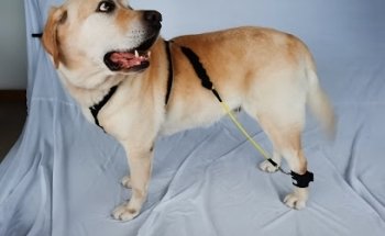 Veterinaria Terapia física y rehabilitación perros