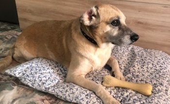 Lebeche Veterinarios