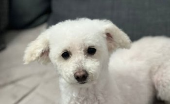 Clínica Veterinària Canet