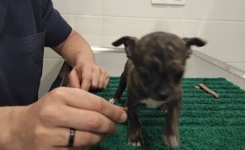 Clínica Veterinaria Los Prados