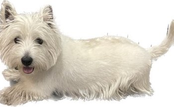 Centro Veterinario de Nájera SL