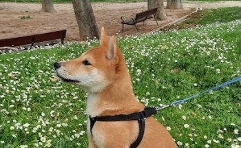 Clínica Veterinaria Don Quijote