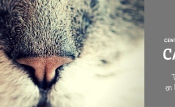 Centro Veterinario Castro