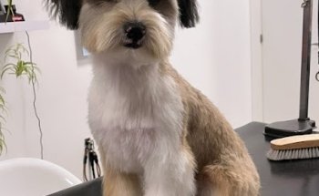 Clinica Veterinaria Aristovet