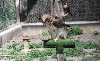 Centre de Recuperació de Fauna Silvestre