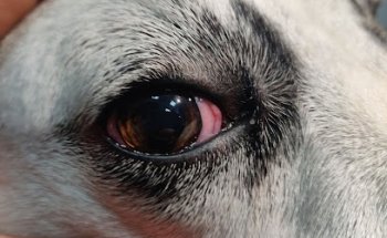 VETERINARY CLINIC LAND OF AREVALO