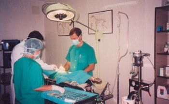 Clinica Veterinaria El Brillante