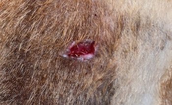 Hospital Veterinario Clínica Sanivet