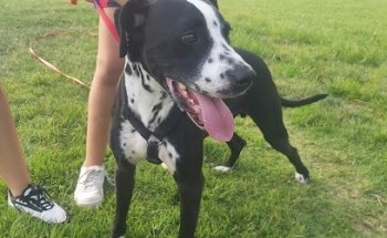 Centro canino sir can