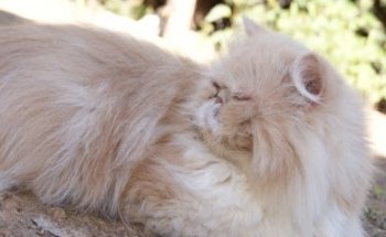 SHIZEN TERAPIAS PARA ANIMALES