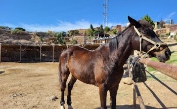 Tenerife Horse Rescue