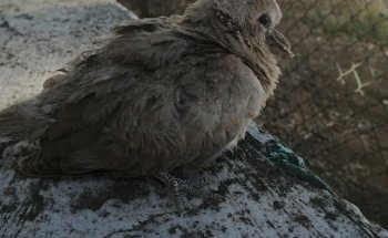 Centro de Recuperación de Fauna silvestrede Tafira