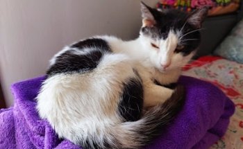 SIN SERVICIO DE URGENCIAS HASTA NUEVO AVISO - CLÍNICA VETERINARIA 920372282 / 667882073-CENTRO VETERINARIO COE