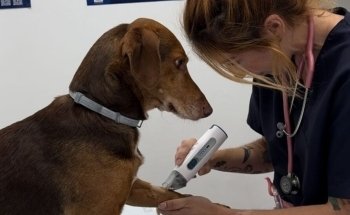 Centro veterinario Pumba