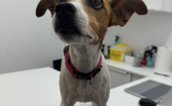 Centro veterinario Pumba