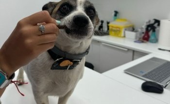 Centro veterinario Pumba