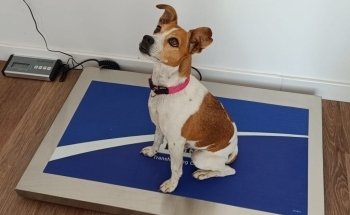 Centro veterinario Pumba