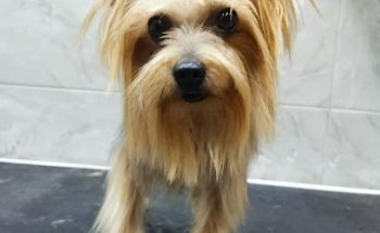 Clínica Veterinaria San Francisco