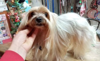 Dr. Garcia Hospital Veterinario