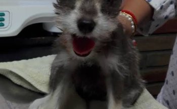 Dr. Garcia Hospital Veterinario