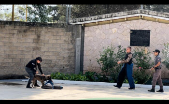 VETERINARIA ALTA GAMA